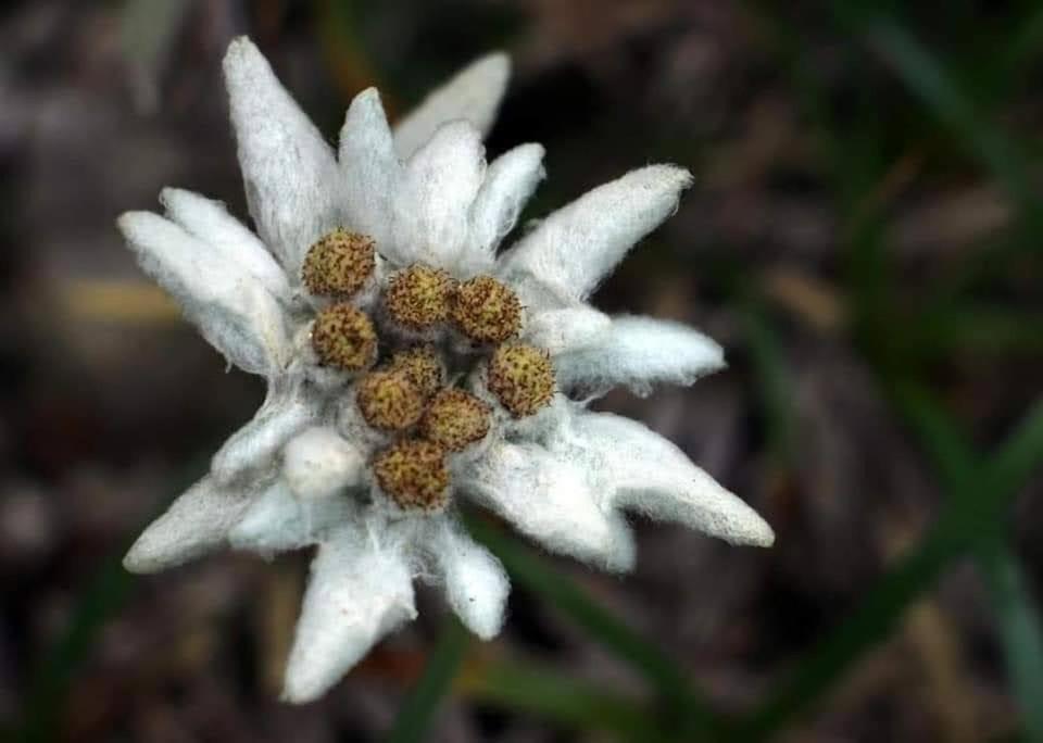 Edelweiss Ilinca Διαμέρισμα Zărneşti Εξωτερικό φωτογραφία