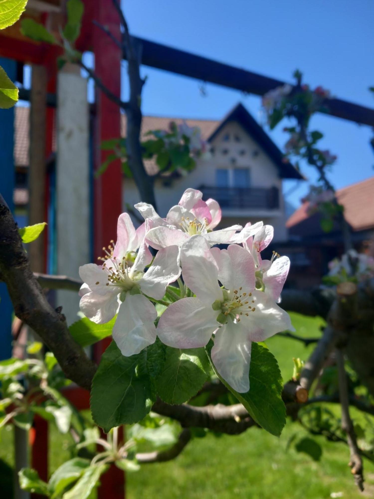 Edelweiss Ilinca Διαμέρισμα Zărneşti Εξωτερικό φωτογραφία